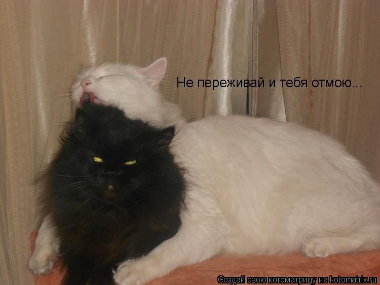 Котоматрица: Не переживай и тебя отмою...