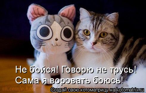 Котоматрица: Не бойся! Говорю не трусь! Сама я воровать боюсь!