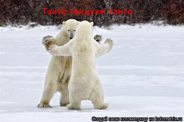 Котоматрица: Танго танцуем танго.