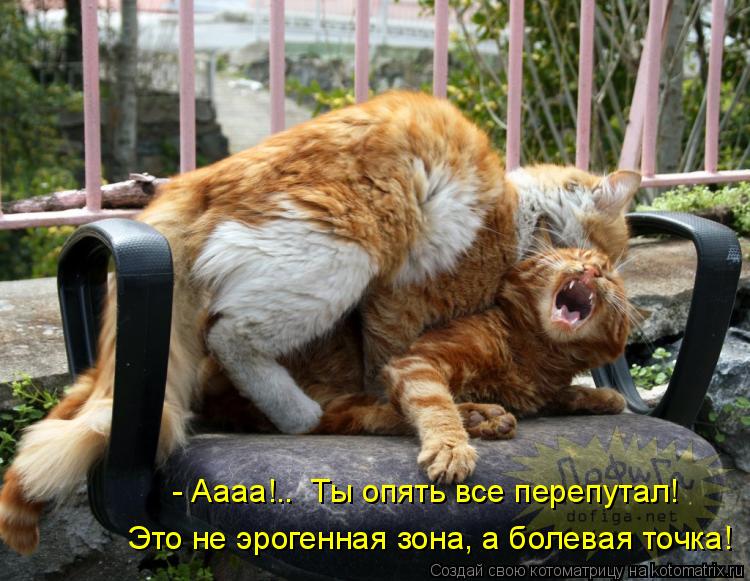 - Аааа!.. Ты опять все перепутал! Это не эрогенная зона, а болевая точка!... Котоматрица: - Аааа!.. Ты опять все перепутал! Это не эрогенная зона, а болевая точка!