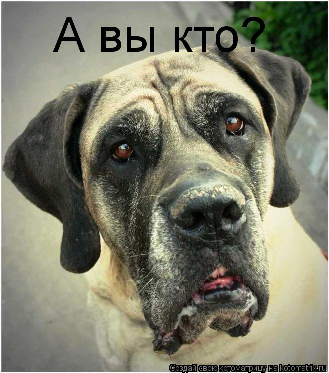Котоматрица: А вы кто?