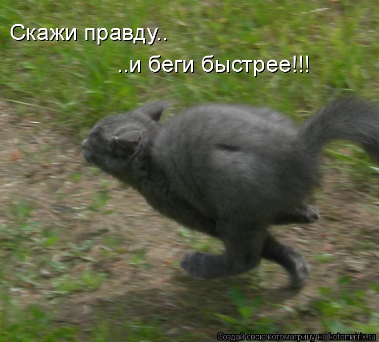 Скажи правду.. ..и беги быстрее!!!... Котоматрица: Скажи правду.. ..и беги быстрее!!!