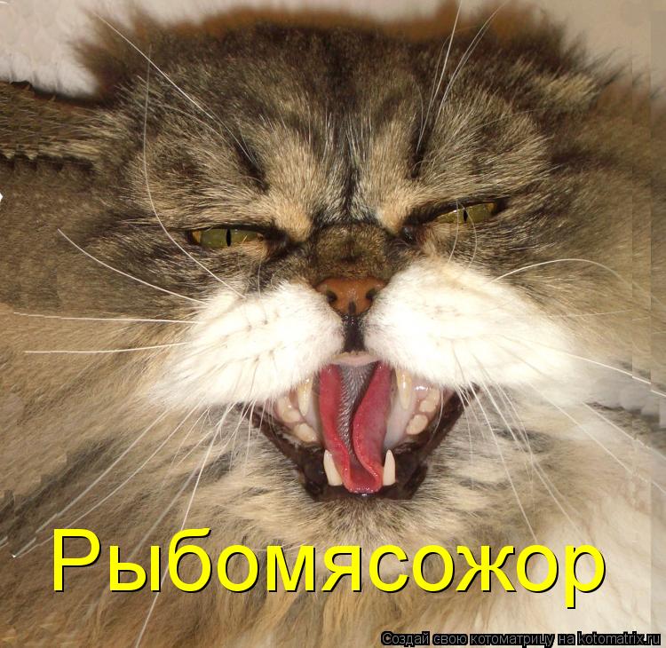 Котоматрица: Рыбомясожор