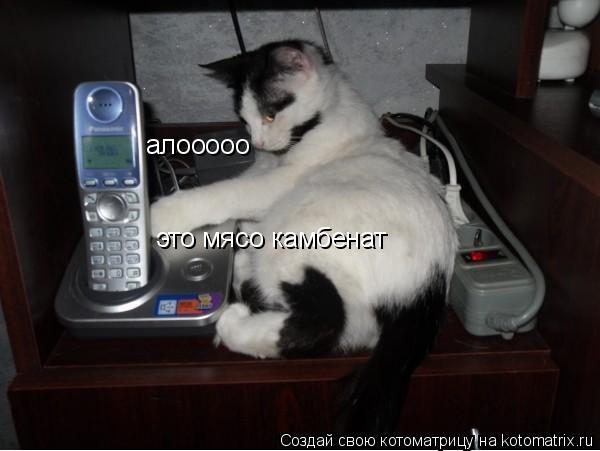 Котоматрица: алооооо  это мясо камбенат