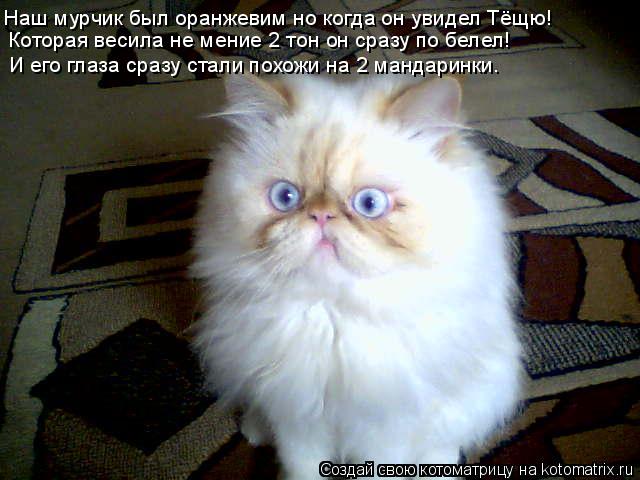 Котоматрица: Наш мурчик был оранжевим но когда он увидел Тёщю! Которая весила не мение 2 тон он сразу по белел! И его глаза сразу стали похожи на 2 мандарин