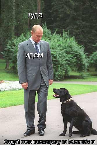 Котоматрица: куда идем