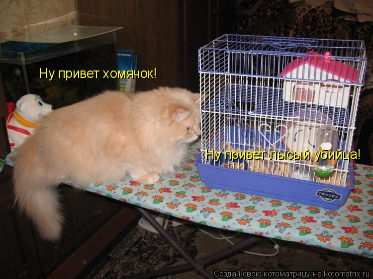 Котоматрица: Ну привет хомячок! Ну привет лысый убийца!