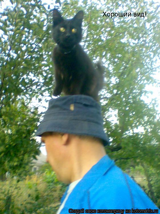 Котоматрица: Хороший вид!