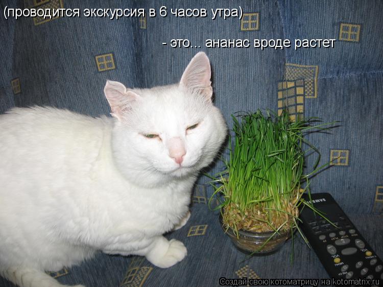 Котоматрица: (проводится экскурсия в 6 часов утра) - это... ананас вроде растет