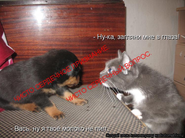 Котоматрица: - Ну-ка, загляни мне в глаза! - Вась, ну я твоё молоко не пил... ЧИСТО СЕРДЕЧНОЕ ПРИЗНАНИЕ. ЧИСТО СЕРДЕЧНЫЙ ВОПРОС.