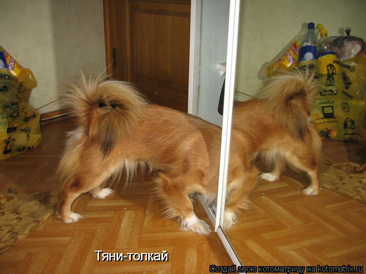 Котоматрица: Тяни-толкай Тяни-толкай