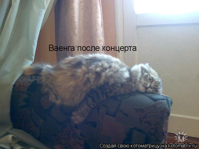 Котоматрица: Ваенга после концерта