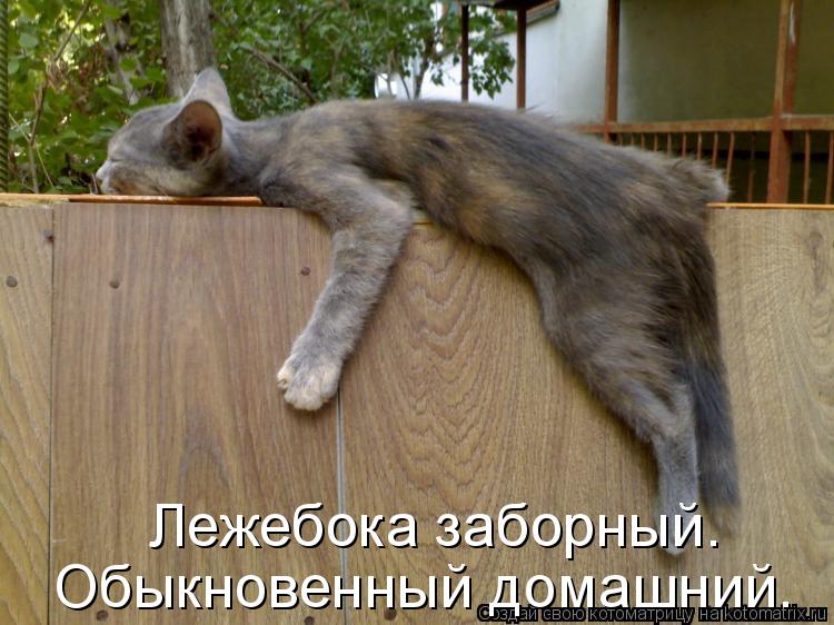 Лежебока заборный. Обыкновенный домашний.... Котоматрица: Лежебока заборный. Обыкновенный домашний.