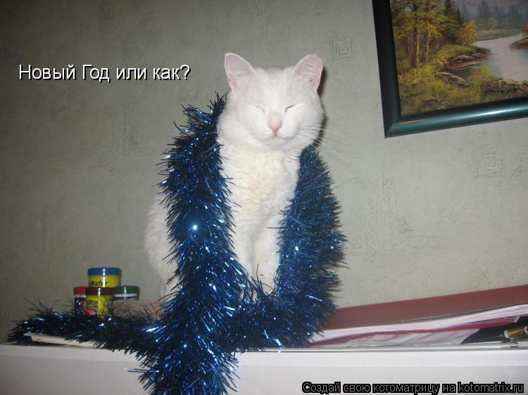 Котоматрица: Новый Год или как?