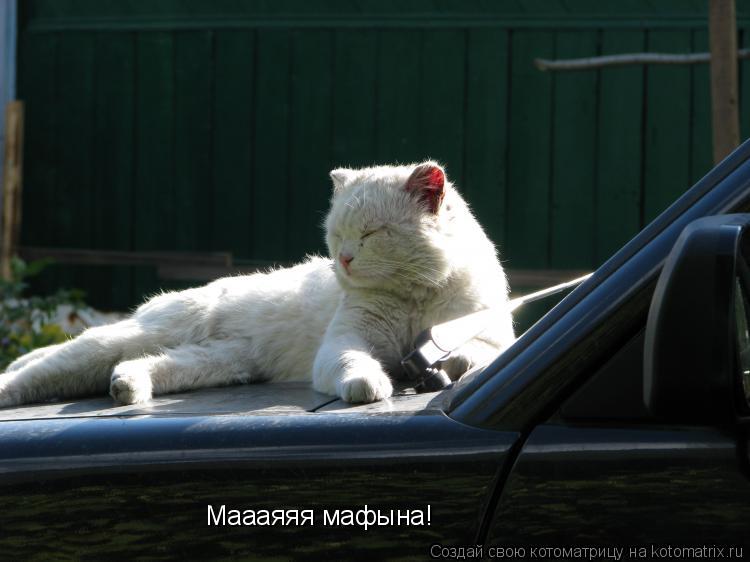 Котоматрица: Маааяяя мафына!