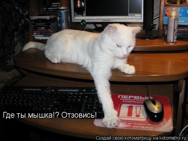 Котоматрица: Где ты мышка!? Отзовись!