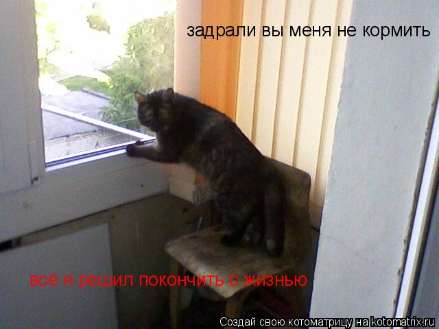 Котоматрица: задрали вы меня не кормить  всё я решил покончить с жизнью