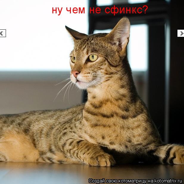 ну чем не сфинкс?... Котоматрица: ну чем не сфинкс?