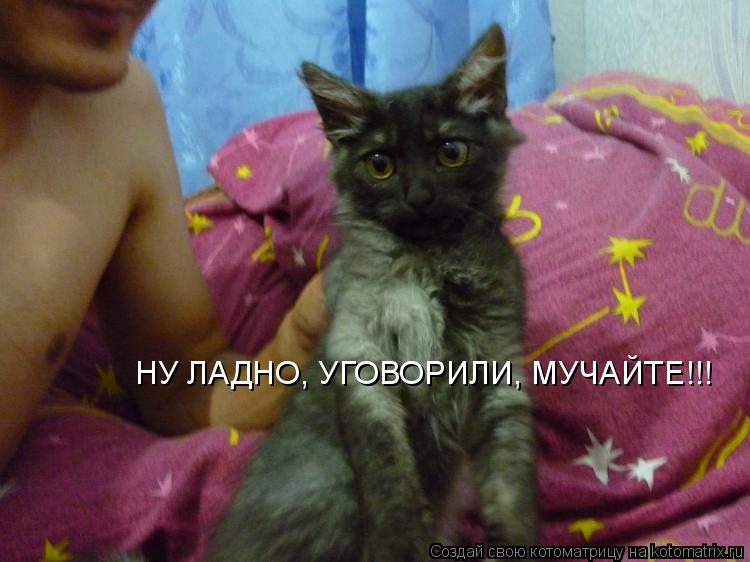 Котоматрица: НУ ЛАДНО, УГОВОРИЛИ, МУЧАЙТЕ!!!