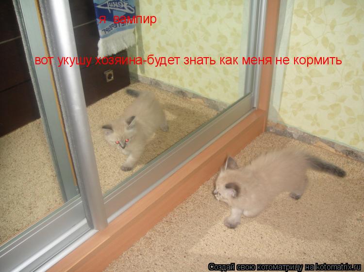 Котоматрица: я  вампир  вот укушу хозяина-будет знать как меня не кормить