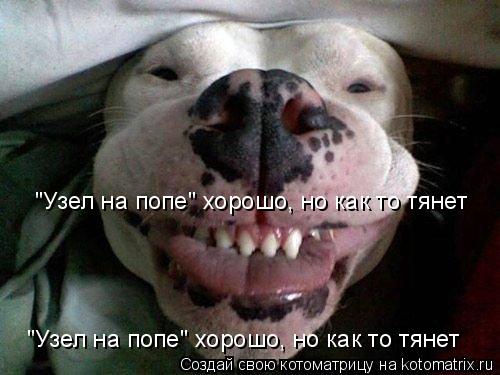 Котоматрица: "Узел на попе" хорошо, но как то тянет "Узел на попе" хорошо, но как то тянет