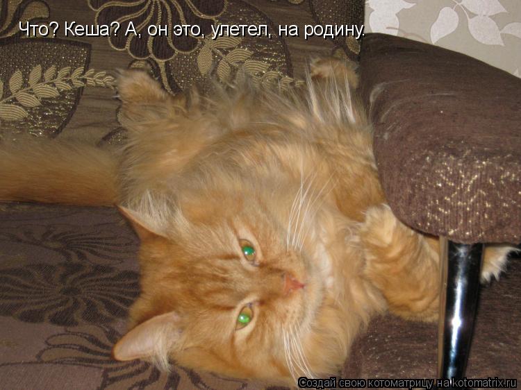 Котоматрица: Что? Кеша? А, он это, улетел, на родину.