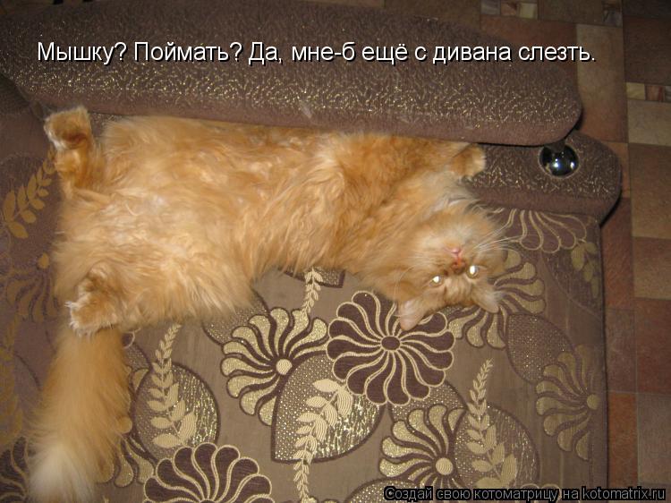 Котоматрица: Мышку? Поймать? Да, мне-б ещё с дивана слезть.