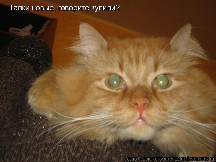Котоматрица: Тапки новые, говорите купили?