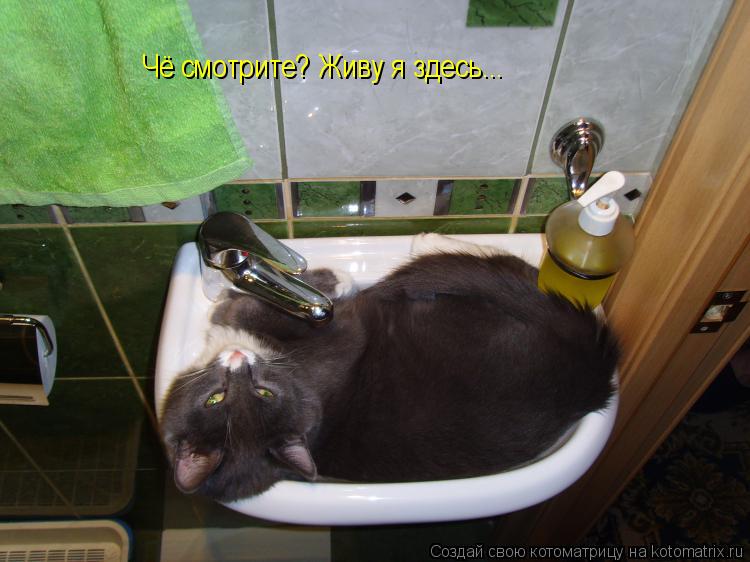 Котоматрица: Чё смотрите? Живу я здесь...