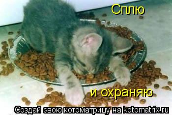 Котоматрица: Сплю и охраняю
