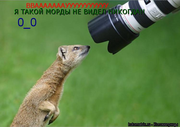 Котоматрица: ВВАААААААУУУУУУУУУУУ Я ТАКОЙ МОРДЫ НЕ ВИДЕЛ НИКОГДА!! 0_0