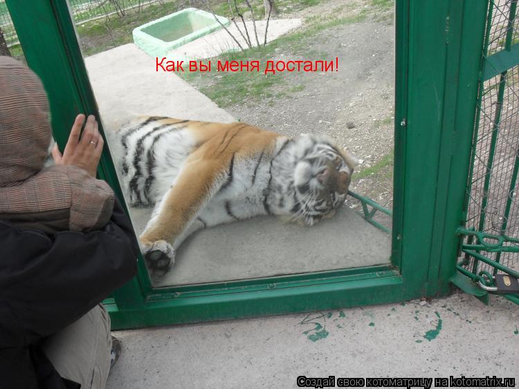 Котоматрица: Как вы меня достали!