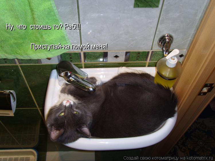 Котоматрица: Ну, что  стоишь то? Раб!!! Приступай-ка помой меня!