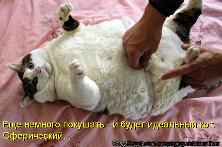 Котоматрица: Еще немного покушать - и будет идеальный кот. Сферический...