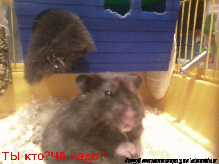 ТЫ кто?Чё надо?... Котоматрица: ТЫ кто?Чё надо?