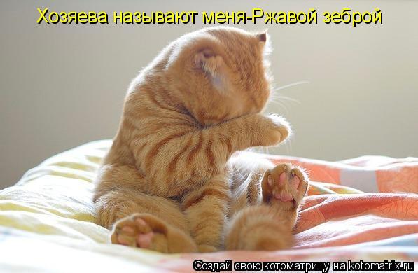Хозяева называют меня-Ржавой зеброй... Котоматрица: Хозяева называют меня-Ржавой зеброй