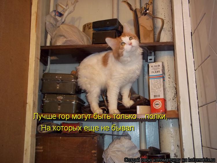 Лучше гор могут быть только ...полки, На которых еще не бывал... Котоматрица: Лучше гор могут быть только ...полки, На которых еще не бывал