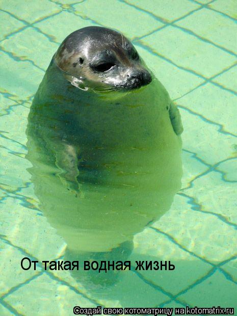 От такая водная жизнь... Котоматрица: От такая водная жизнь