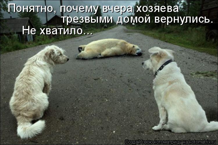 Понятно, почему вчера хозяева трезвыми домой вернулись. Не хватило...... Котоматрица: Понятно, почему вчера хозяева трезвыми домой вернулись. Не хватило...