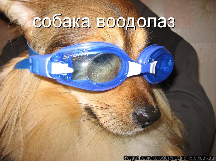 собака воодолаз... Котоматрица: собака воодолаз