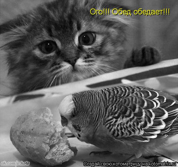 Ого!!! Обед обедает!!!... Котоматрица: Ого!!! Обед обедает!!!