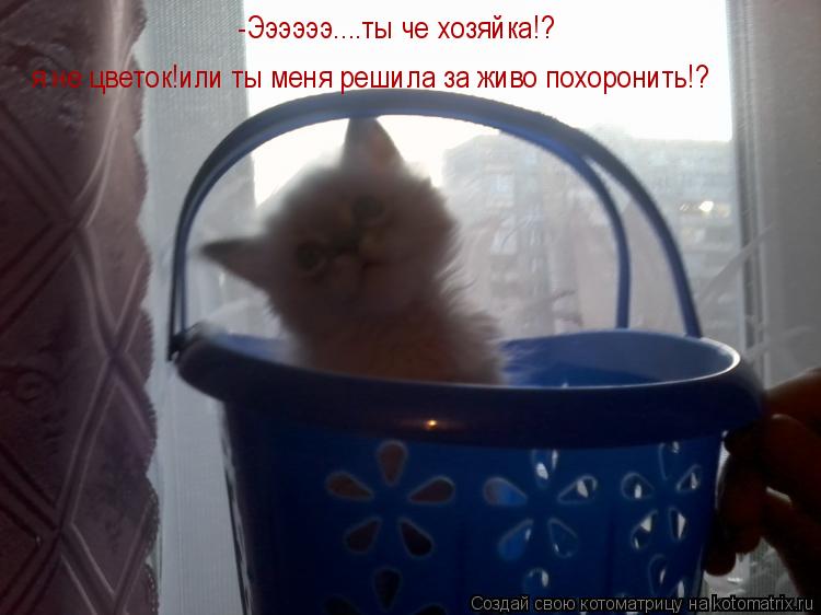 -Ээээээ....ты че хозяйка!? я не цветок!или ты меня решила за живо похоронить!?... Котоматрица: -Ээээээ....ты че хозяйка!? я не цветок!или ты меня решила за живо похоронить!?