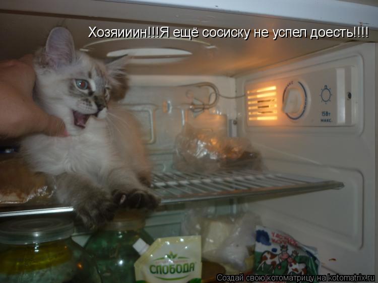 Хозяииин!!!Я ещё сосиску не успел доесть!!!!... Котоматрица: Хозяииин!!!Я ещё сосиску не успел доесть!!!!
