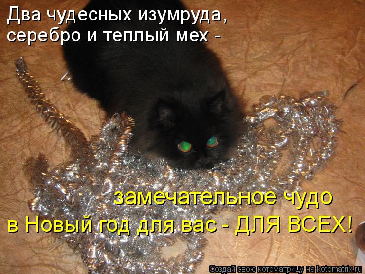 Два чудесных изумруда, серебро и теплый мех - замечательное чудо в Новый год для вас - ДЛЯ ВСЕХ!... Котоматрица: Два чудесных изумруда, серебро и теплый мех - замечательное чудо в Новый год для вас - ДЛЯ ВСЕХ!