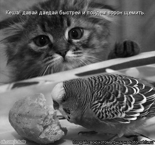 Кеша! давай даедай быстрей и пойдем ворон щемить.... Котоматрица: Кеша! давай даедай быстрей и пойдем ворон щемить.