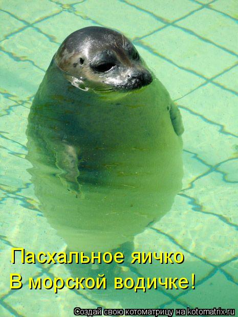 Пасхальное яичко В морской водичке!... Котоматрица: Пасхальное яичко В морской водичке!