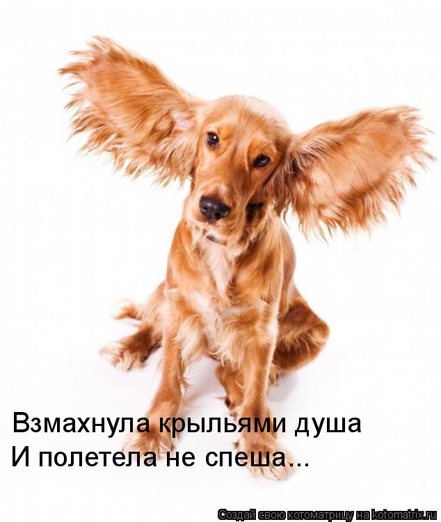 Взмахнула крыльями душа И полетела не спеша...... Котоматрица: Взмахнула крыльями душа И полетела не спеша...