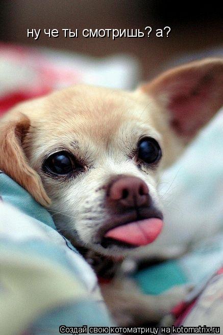 ну че ты смотришь? а?... Котоматрица: ну че ты смотришь? а?