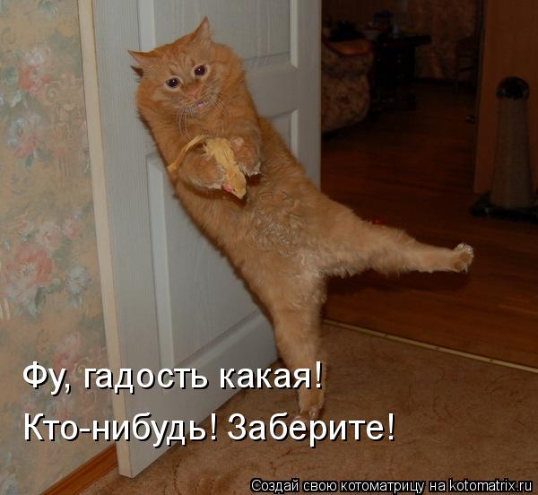 Фу, гадость какая! Кто-нибудь! Заберите!... Котоматрица: Фу, гадость какая! Кто-нибудь! Заберите!
