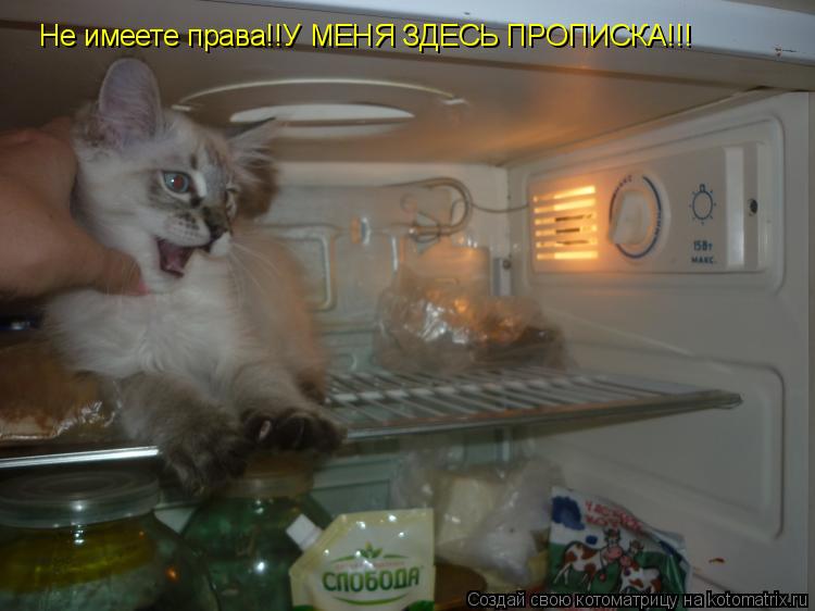 Котоматрица: Не имеете права!!У МЕНЯ ЗДЕСЬ ПРОПИСКА!!!